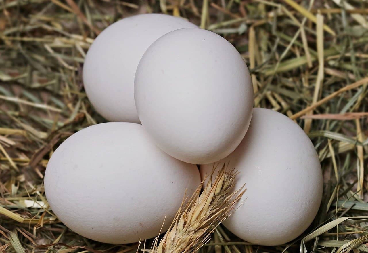 Eggs and dairy