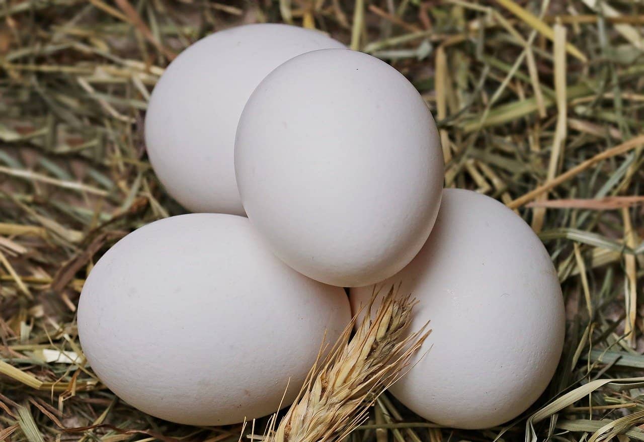 Fresh eggs distributor in Philadelphia
